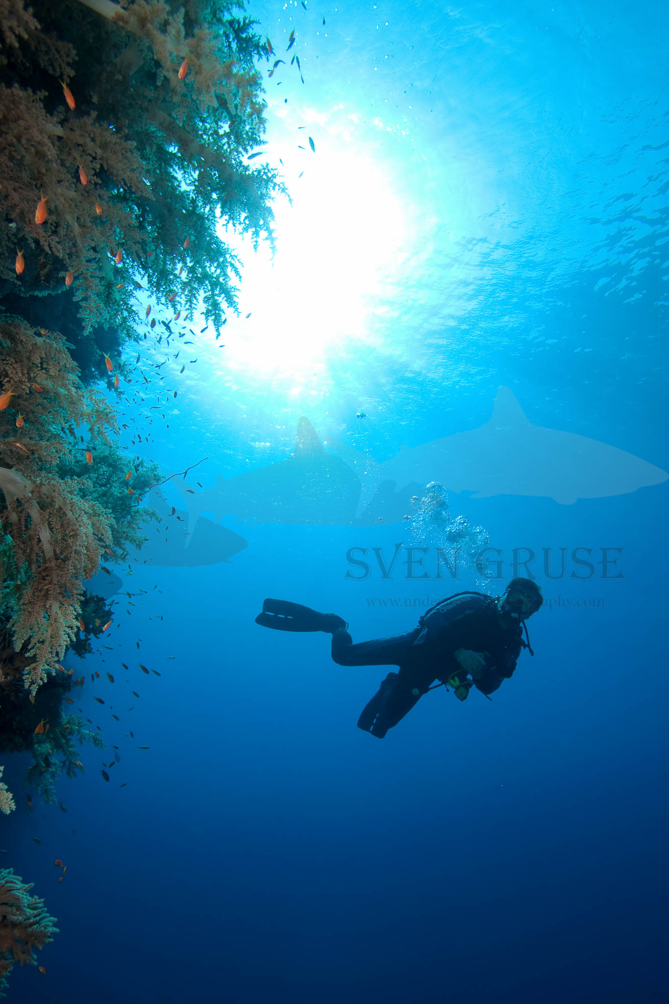 Reef