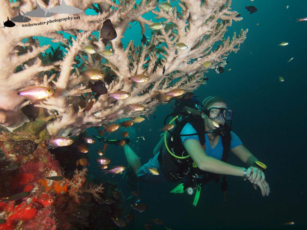 Reef
