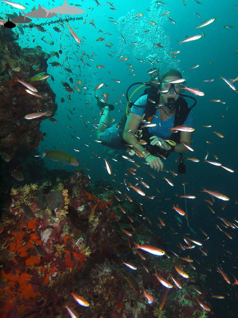 Reef