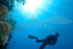 Reef
