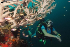Reef