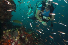 Reef