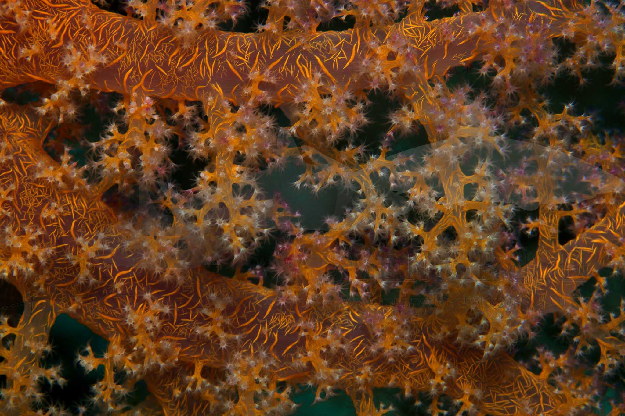 Corals