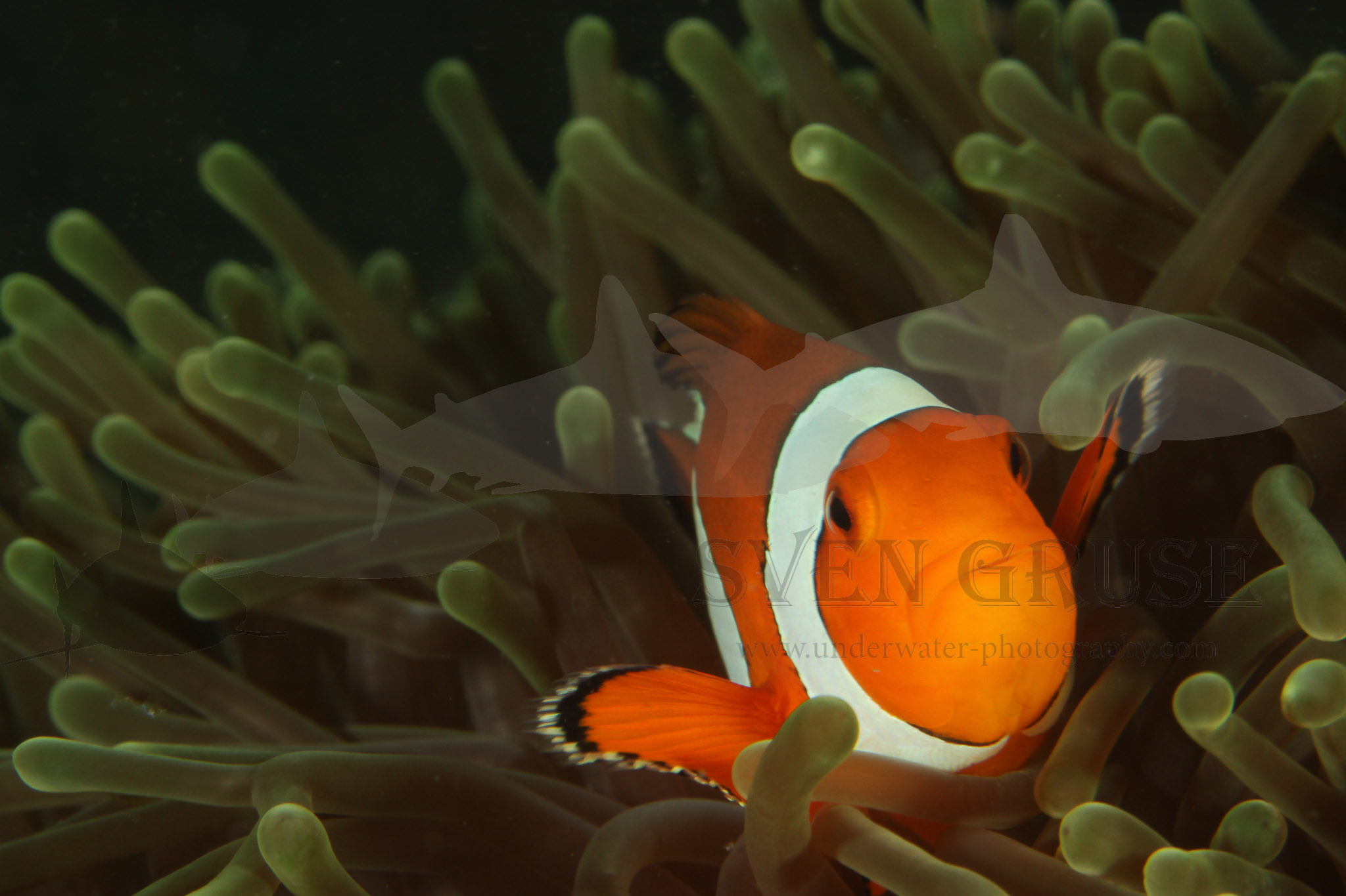 Clownfish