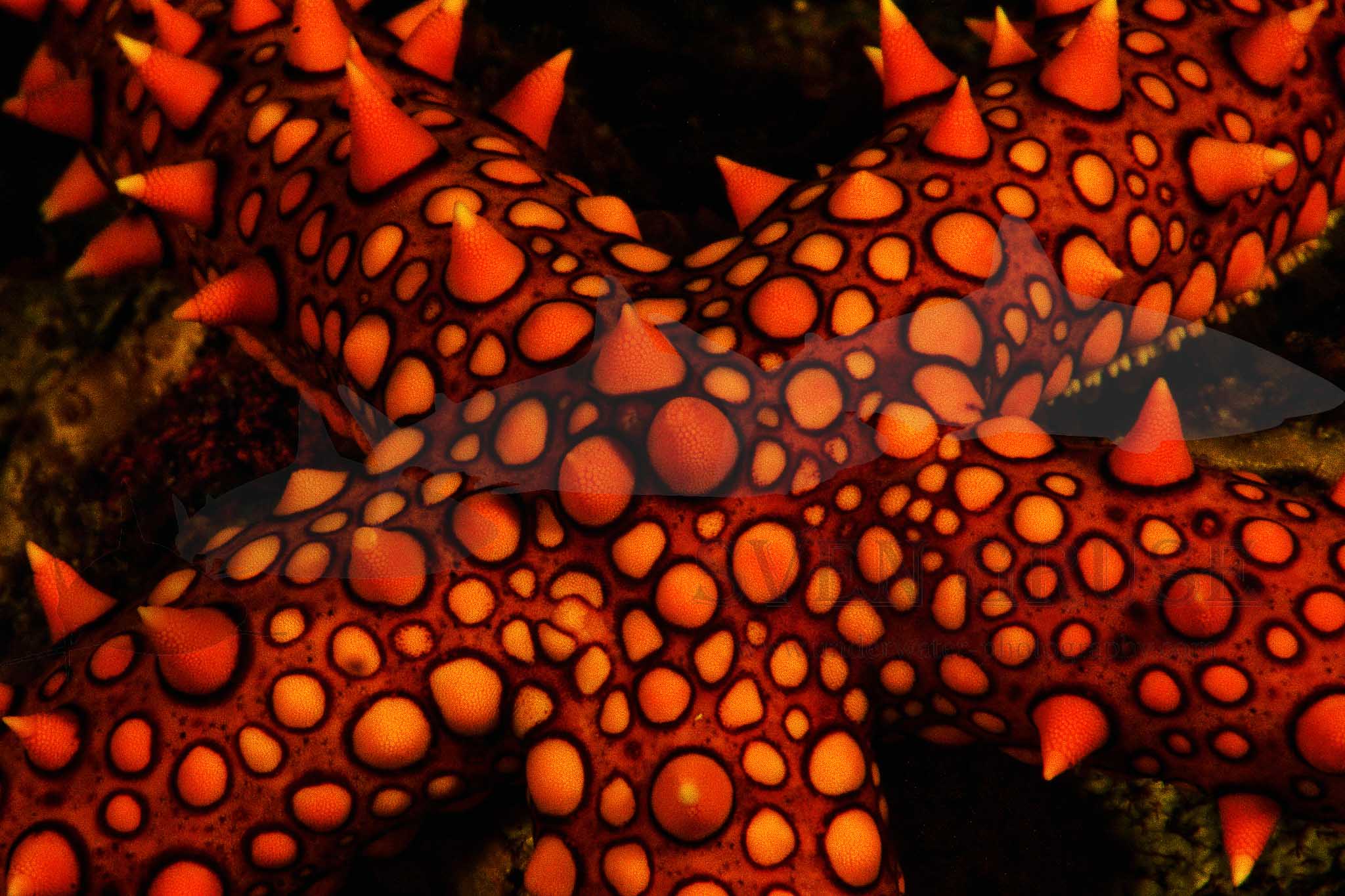 Sea Star