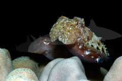 Cuttlefish
