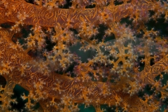 Corals