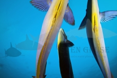 Blog Bilder-30