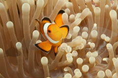 Clownfish