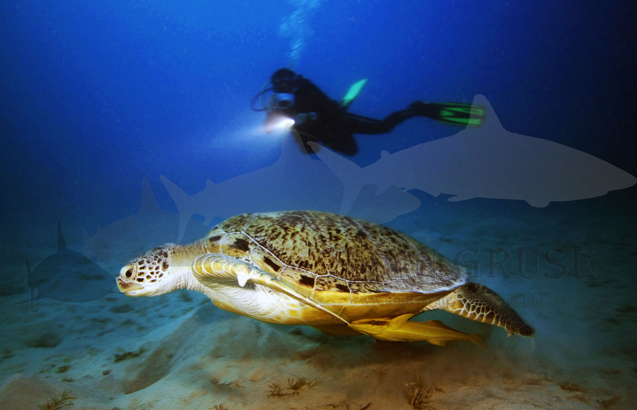 Turtle