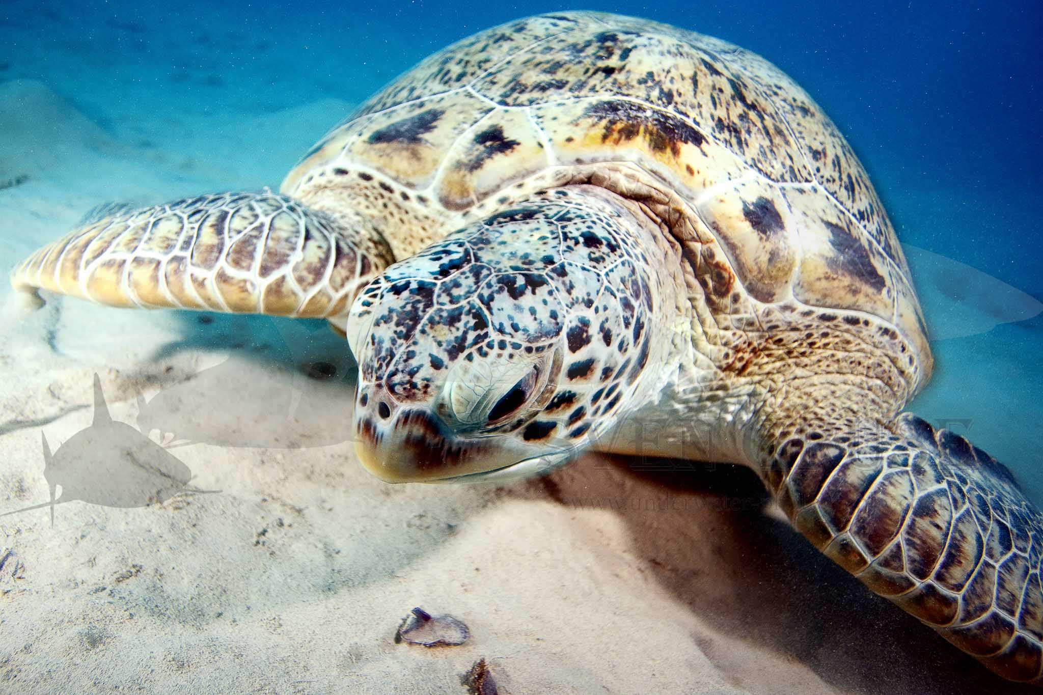 Turtle