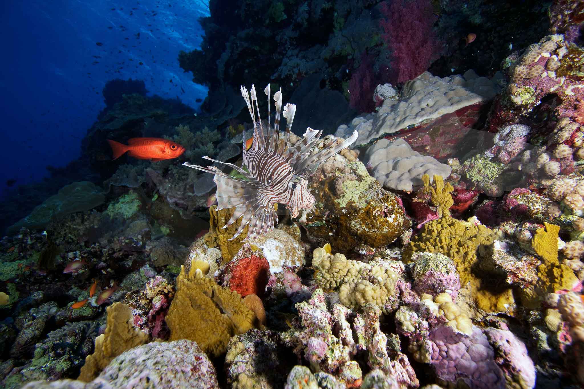Common Lionfish