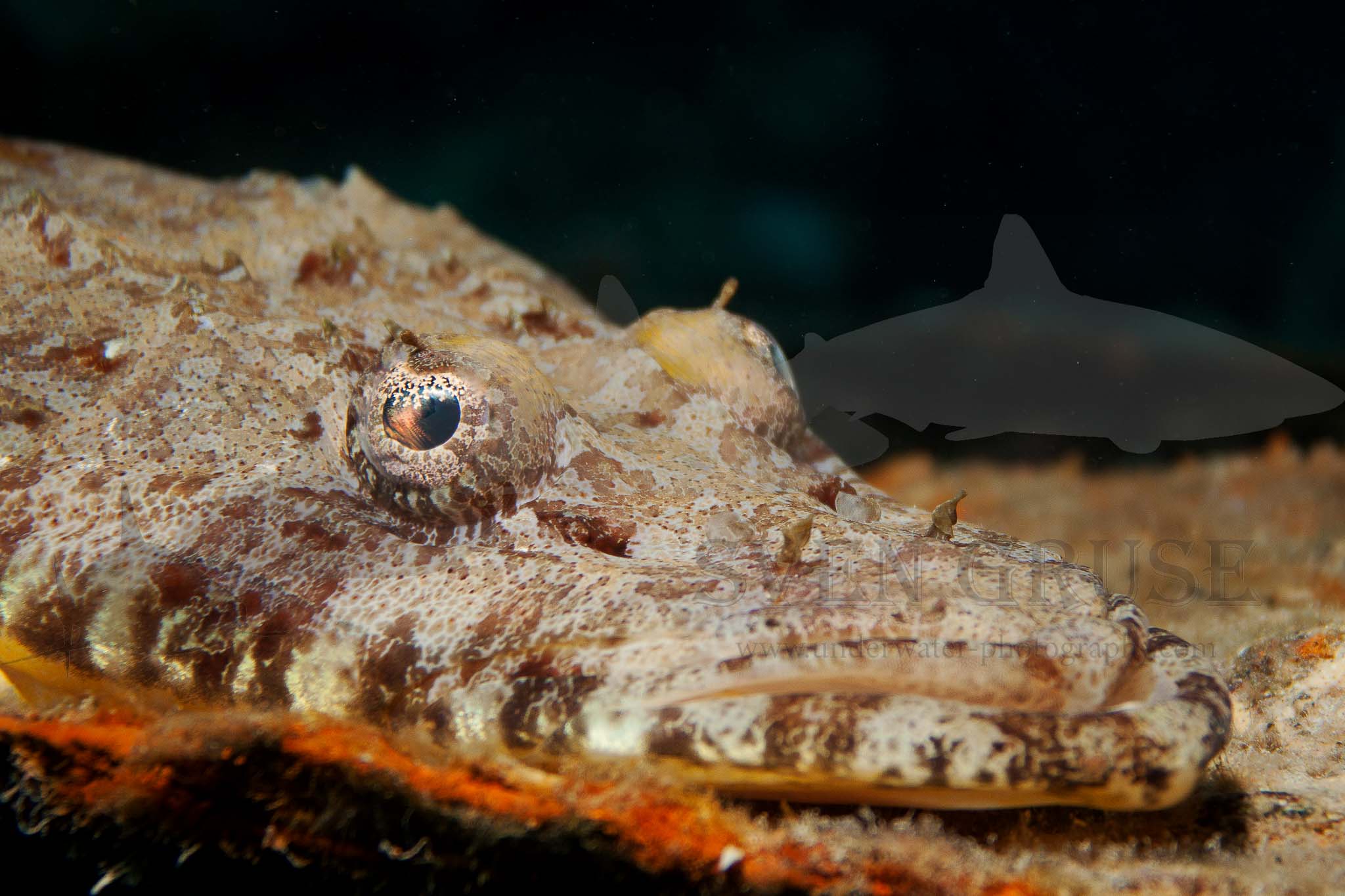 Crocodile Fish