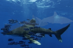 Oceanic White Tip Shark