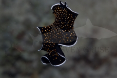 flatworm