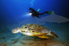 Turtle