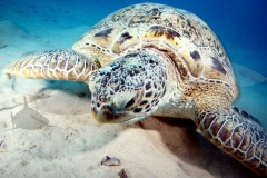 Turtle