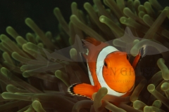 Clownfish