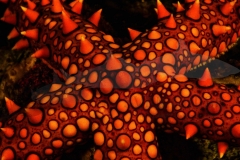 Sea Star