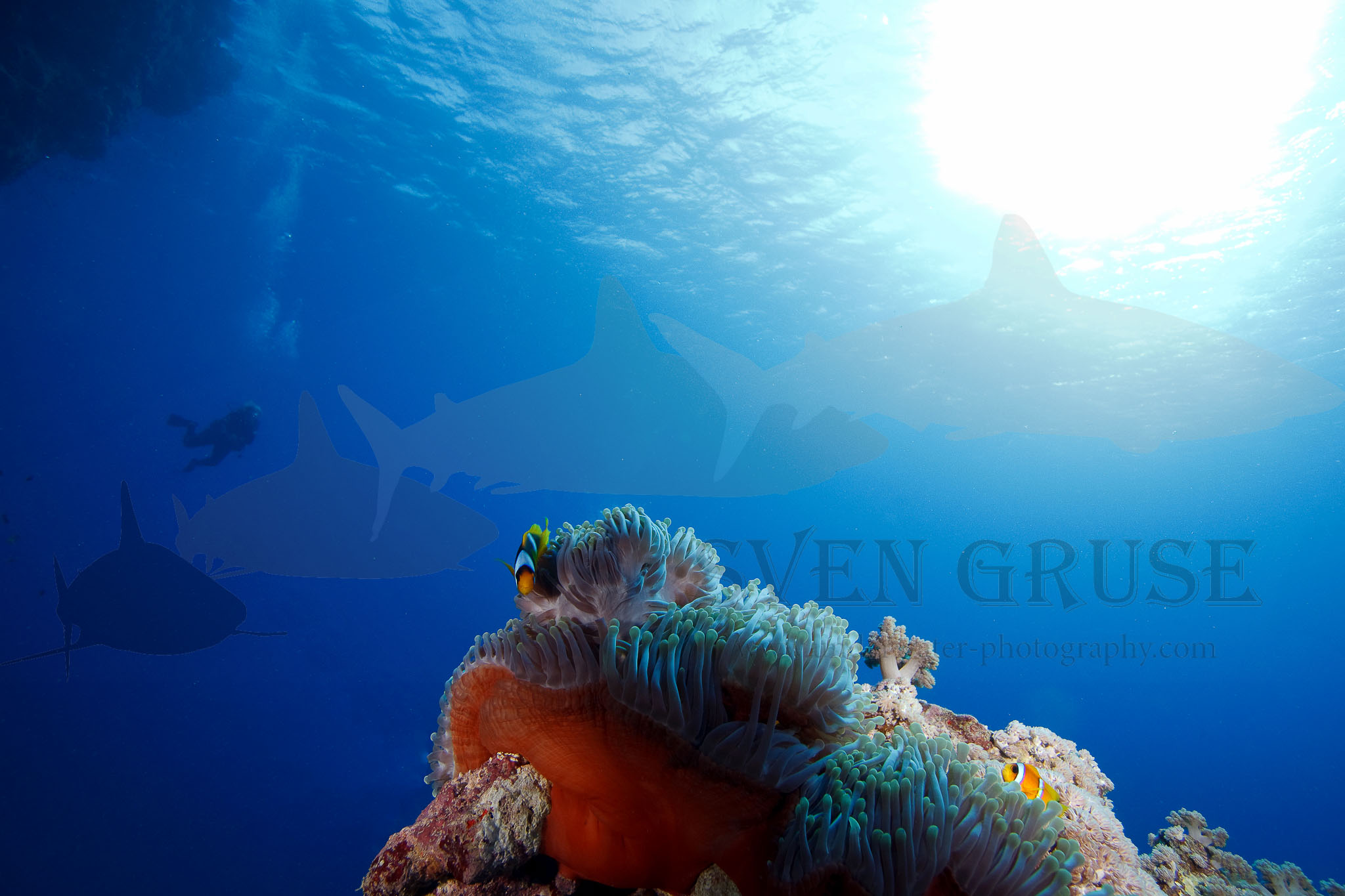 Anemone Fish