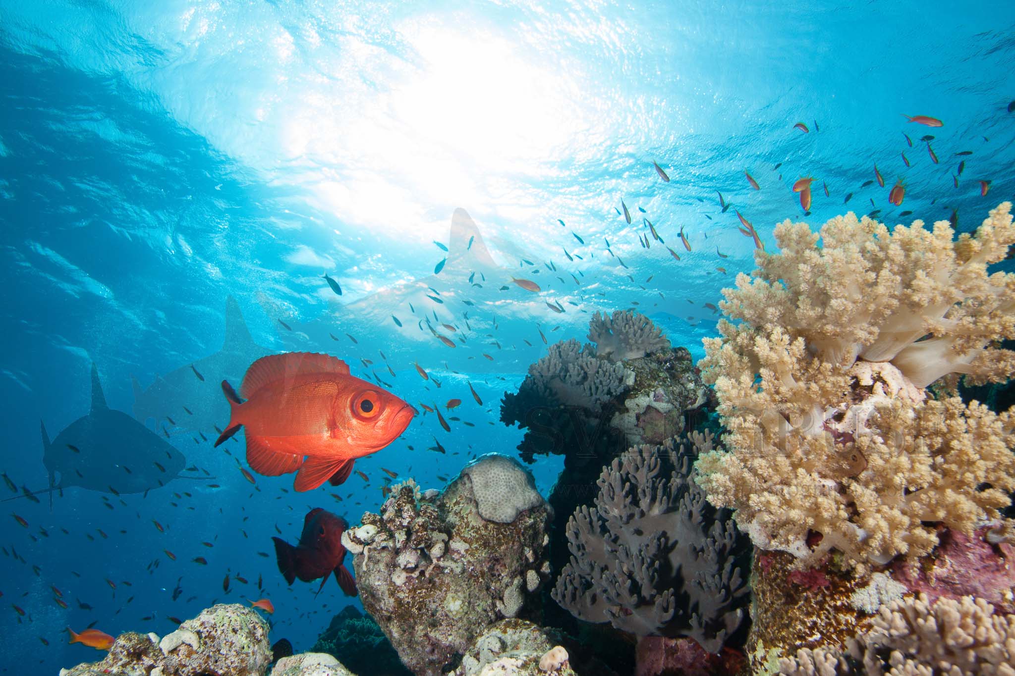 Reef