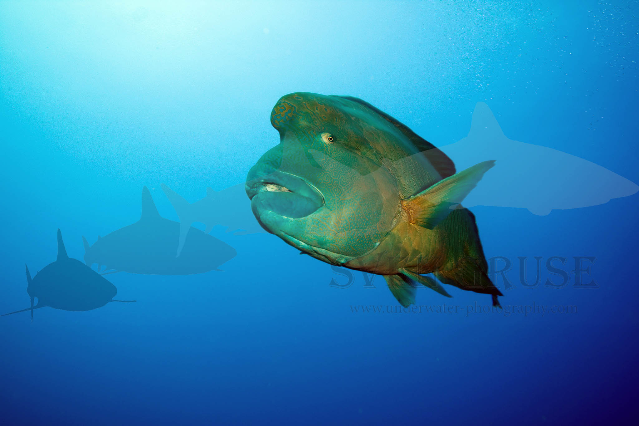 Napoleon Fish