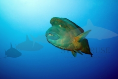 Napoleon Fish