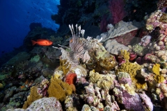 Common Lionfish